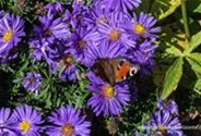 Garten-Kissen-Aster 'Augenweide'