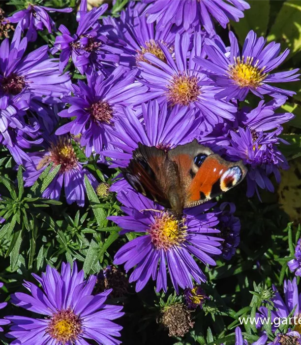 P2000461_3.jpg