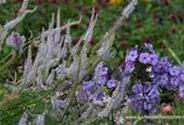 Garten-Kandelaberehrenpreis 'Lavendelturm'