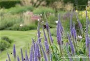 Garten-Kandelaberehrenpreis 'Lavendelturm'