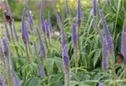 Garten-Kandelaberehrenpreis 'Lavendelturm'