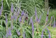 Garten-Kandelaberehrenpreis 'Lavendelturm'
