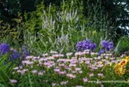Garten-Kandelaberehrenpreis 'Lavendelturm'