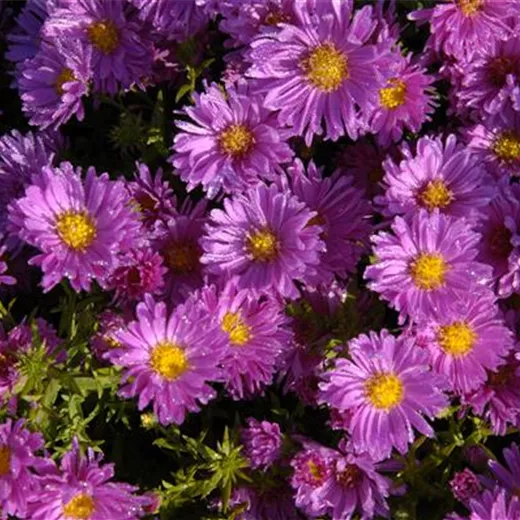 Garten-Kissen-Aster 'Kassel' Garten-Kissen-Aster 'Kassel'