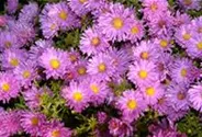 Niedrige Garten-Aster 'Happy End'