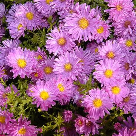 Niedrige Garten-Aster 'Happy End' Niedrige Garten-Aster 'Happy End'