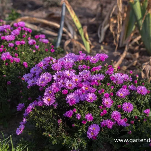 Garten-Kissen-Aster 'Rosenwichtel' Garten-Kissen-Aster 'Rosenwichtel'