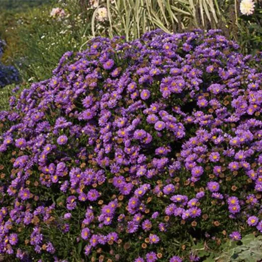 Garten-Kissen-Aster 'Sapphire'® Garten-Kissen-Aster 'Sapphire'®