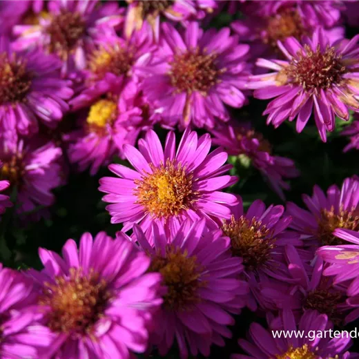 Garten-Kissen-Aster 'Starlight' Garten-Kissen-Aster 'Starlight'