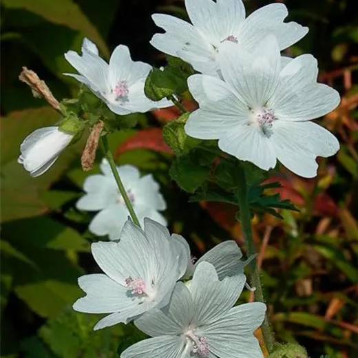 Garten-Moschus-Malve 'Alba' Garten-Moschus-Malve 'Alba'