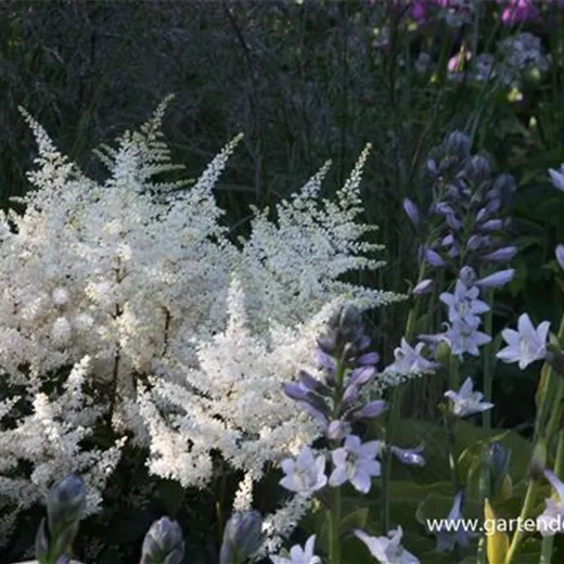 Garten-Prachtspiere 'Washington' Garten-Prachtspiere 'Washington'