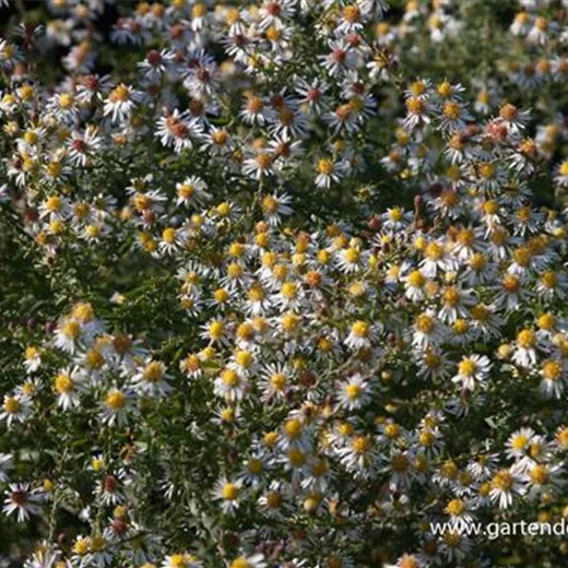 Garten-Myrten-Aster 'Golden Spray' Garten-Myrten-Aster 'Golden Spray'