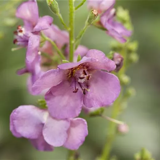 Garten-Purpur-Königskerze 'Violetta' Garten-Purpur-Königskerze 'Violetta'