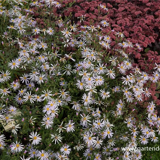 Garten-Pyrenäen-Aster 'Lutetia' Garten-Pyrenäen-Aster 'Lutetia'