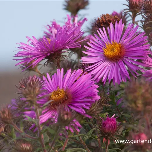 Garten-Raublatt-Aster 'Abendsonne' Garten-Raublatt-Aster 'Abendsonne'