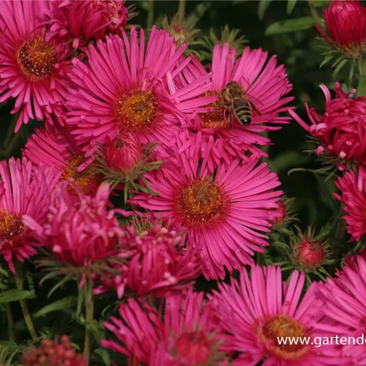 Garten-Raublatt-Aster 'Alma Pötschke' Garten-Raublatt-Aster 'Alma Pötschke'