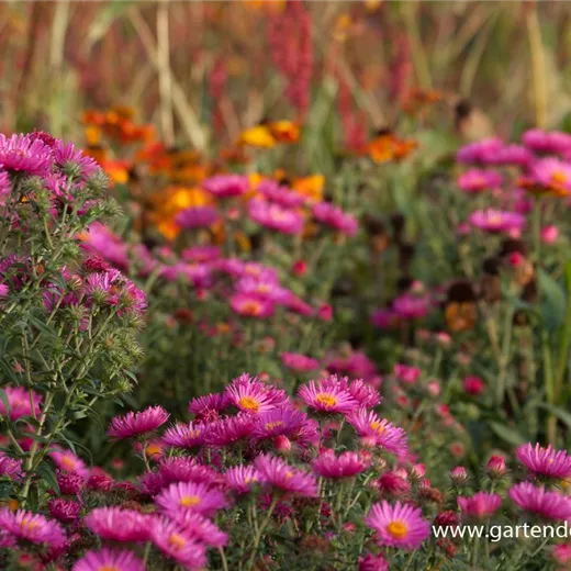 Garten-Raublatt-Aster 'Lachsglut' Garten-Raublatt-Aster 'Lachsglut'