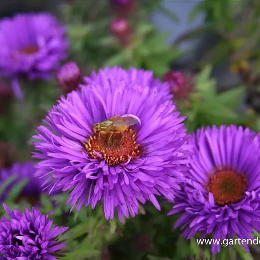 Garten-Raublatt-Aster 'Purple Dome' Garten-Raublatt-Aster 'Purple Dome'