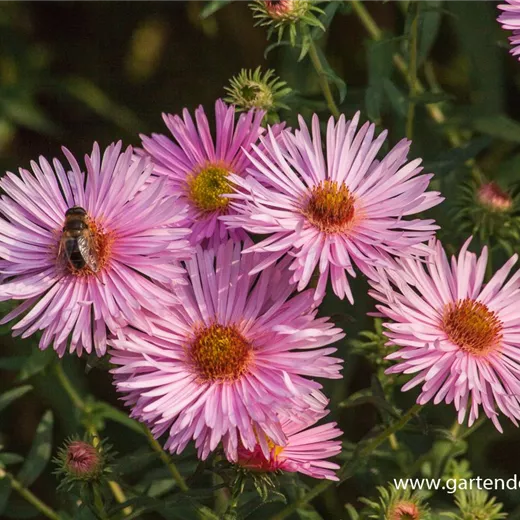 Garten-Raublatt-Aster 'Rosa Sieger' Garten-Raublatt-Aster 'Rosa Sieger'
