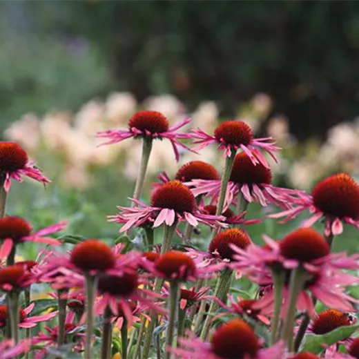 Garten-Scheinsonnenhut 'Sunrise'® Garten-Scheinsonnenhut 'Sunrise'®
