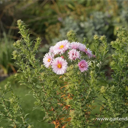 Garten-Raublatt-Aster 'Rudelsburg' Garten-Raublatt-Aster 'Rudelsburg'