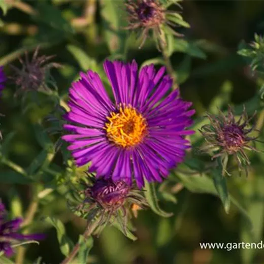 Garten-Raublatt-Aster 'Violetta' Garten-Raublatt-Aster 'Violetta'