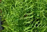 Garten-Schellenbaum-Wurmfarn 'Linearis Polydactyla'