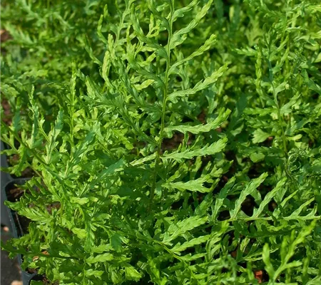 Garten-Schellenbaum-Wurmfarn 'Linearis Polydactyla'