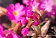 Garten-Rosen-Schlüsselblume 'Gigas'