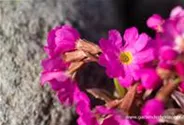 Garten-Rosen-Schlüsselblume 'Gigas'