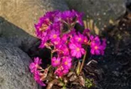 Garten-Rosen-Schlüsselblume 'Gigas'
