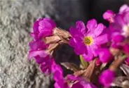 Garten-Rosen-Schlüsselblume 'Gigas'