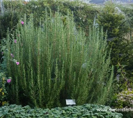 Garten-Rosmarin 'Arp' Garten-Rosmarin 'Arp'