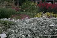 Garten-Perlkörbchen 'Silberregen'