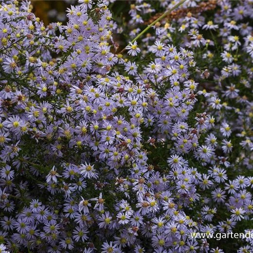 Garten-Schleier-Aster 'Photograph' Garten-Schleier-Aster 'Photograph'