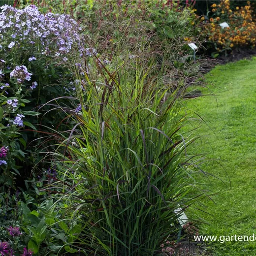 Garten-Ruten-Hirse Garten-Ruten-Hirse