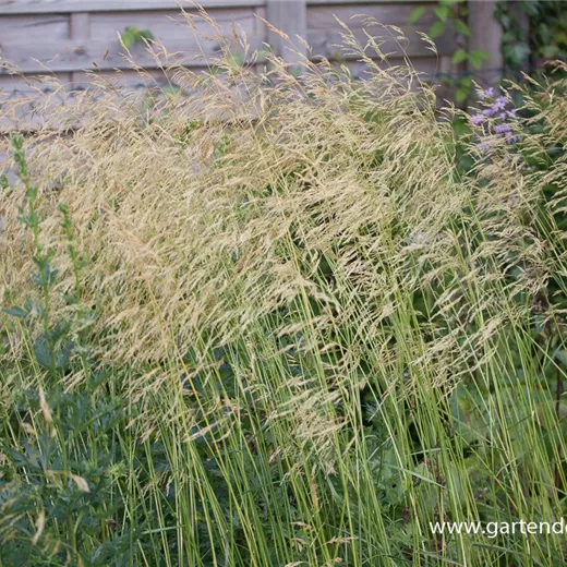 Garten-Schmiele 'Goldschleier' Garten-Schmiele 'Goldschleier'
