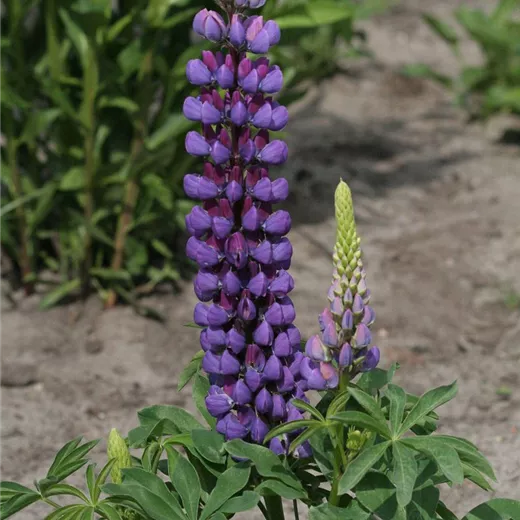 Garten-Lupine 'Camelot Blue®' Garten-Lupine 'Camelot Blue®'