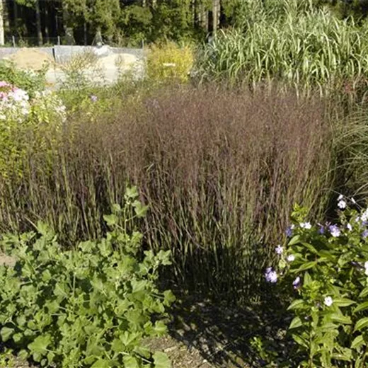 Garten-Ruten-Hirse 'Heiliger Hain' Garten-Ruten-Hirse 'Heiliger Hain'