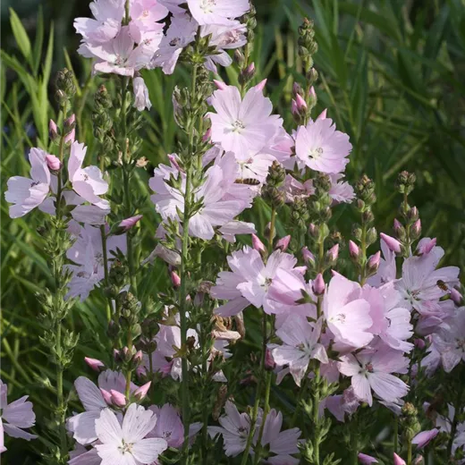 Garten-Schmuckmalve 'Elsie Heugh' Garten-Schmuckmalve 'Elsie Heugh'