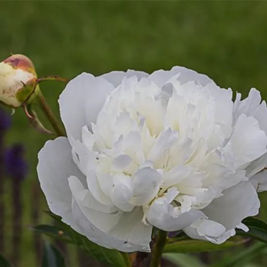 Garten-Pfingstrose 'Duchesse de Nemours' Garten-Pfingstrose 'Duchesse de Nemours'