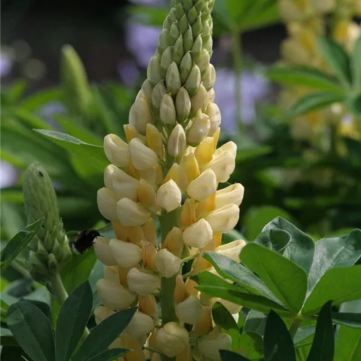Garten-Lupine 'Camelot Yellow'® Garten-Lupine 'Camelot Yellow'®