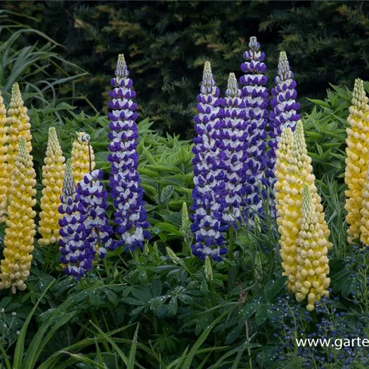 Garten-Lupine 'Desert Sun'® Garten-Lupine 'Desert Sun'®