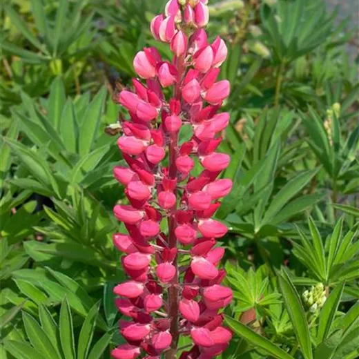 Garten-Lupine 'Edelknabe' Garten-Lupine 'Edelknabe'