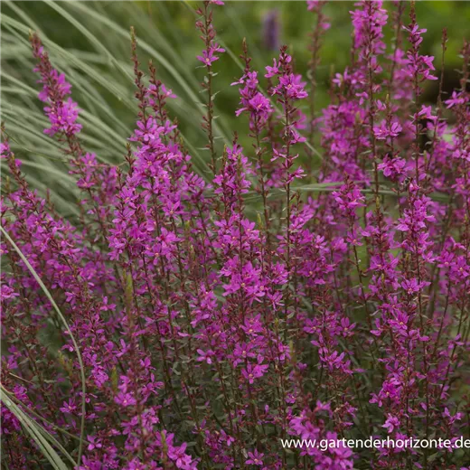 Garten-Ruten-Weiderich 'Dropmore Purple' Garten-Ruten-Weiderich 'Dropmore Purple'
