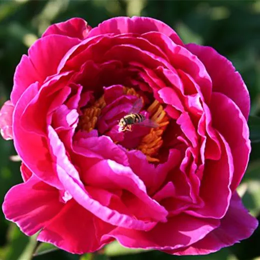 Garten-Pfingstrose 'Karl Rosenfield' Garten-Pfingstrose 'Karl Rosenfield'