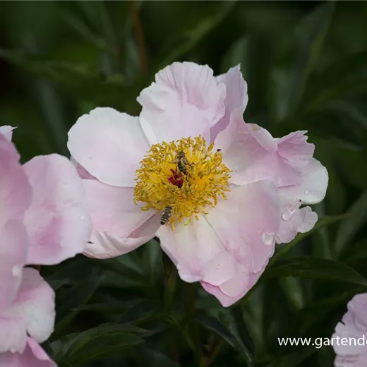 Garten-Pfingstrose 'Nymphe' Garten-Pfingstrose 'Nymphe'