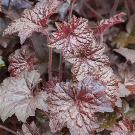 Garten-Silberglöckchen 'Palace Purple' Garten-Silberglöckchen 'Palace Purple'