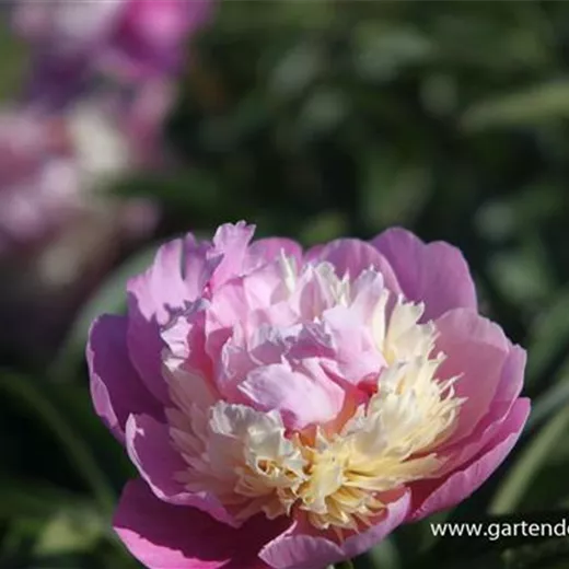 Garten-Pfingstrose 'Sorbet' Garten-Pfingstrose 'Sorbet'