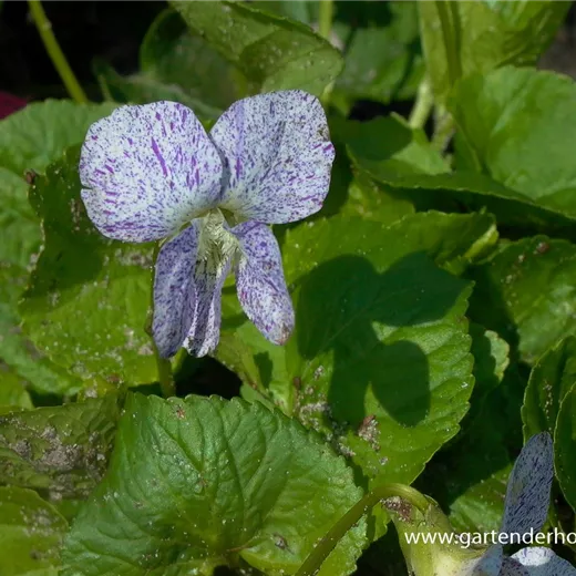 Garten-Pfingst-Veilchen 'Freckles' Garten-Pfingst-Veilchen 'Freckles'